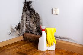 Mold Odor Removal Services in Ranchos De Taos, NM